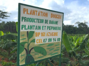 Plantation Dougba